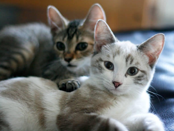istock est friends in the world 2165065767
