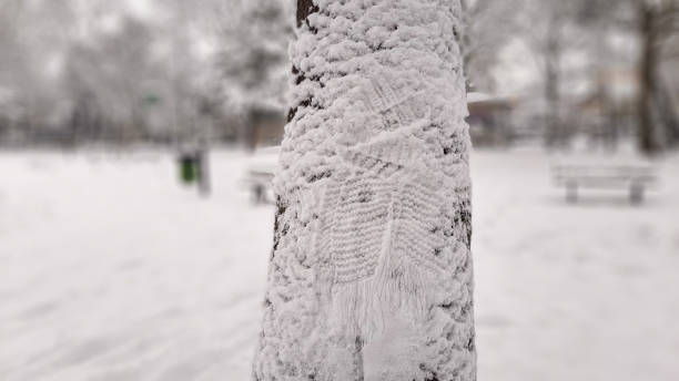 Knitted scarf print on a snow covered tree trunk. A child hugging a snow covered tree and leaving his mark. I love winter and snow concept