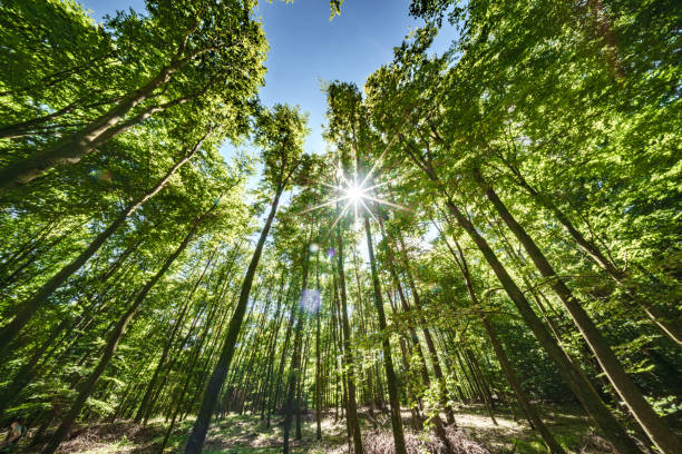 istock Sunlight Gently Filtering Through a Lush and Verdant Forest Canopy Creates a Magical Atmosphere 2165068622