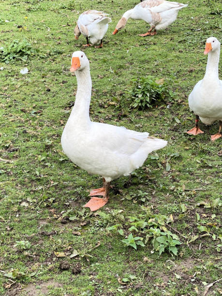 istock A view of some White Geese 2165070369