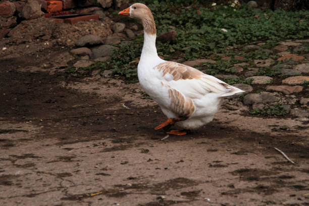 istock A view of some White Geese 2165070371