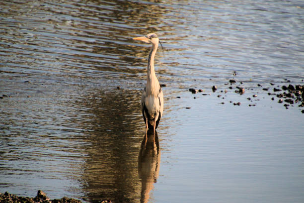 A view of a Grey Heron in London