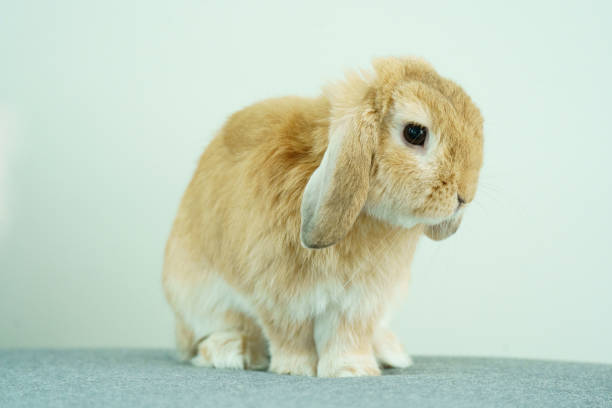 istock Orange Hollandlop Bunny portrait. 2165070807