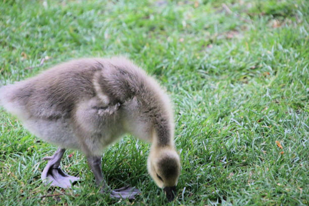 istock A view of a Greylag Goose 2165071976
