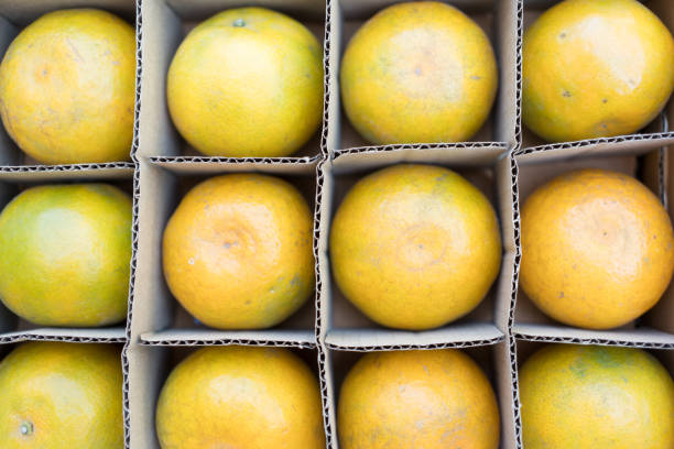Fresh orange fruits in paper box background. Thai agriculture products.