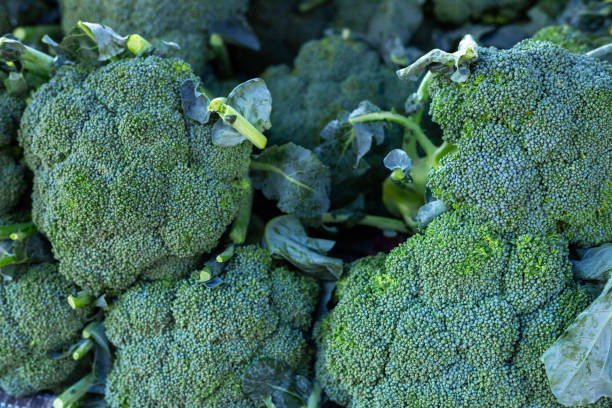 istock Fresh green Broccoli plants in an organic garden 2165072936
