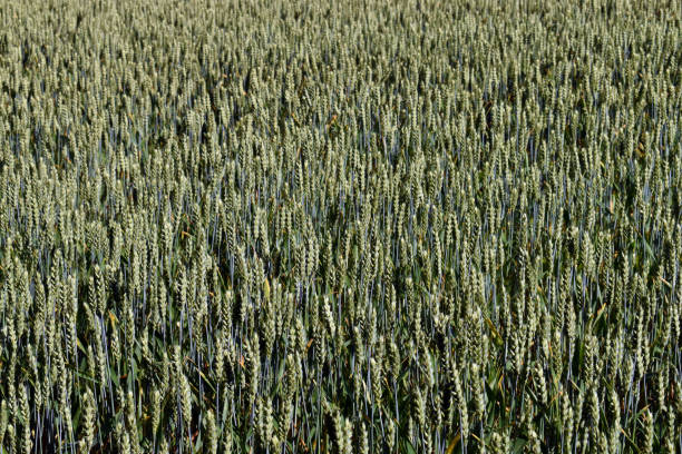 A field of unripe green wheat