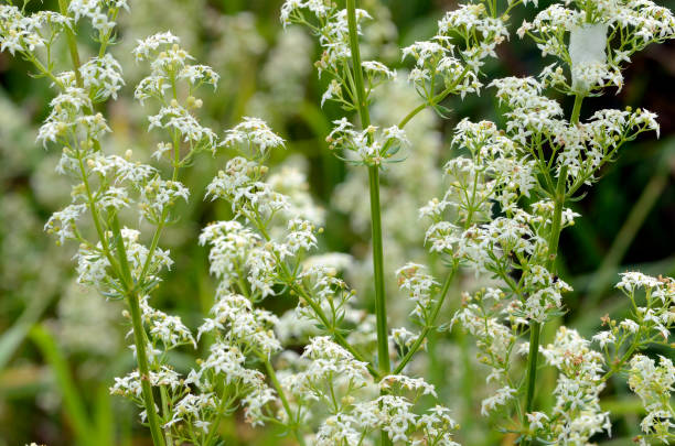istock The hedge bedstraw (Galium mollugo) in flower 2165074769