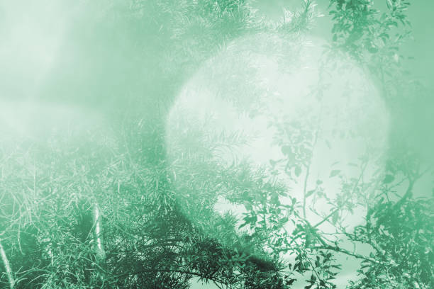 Branches with leaves in highlights, haze and other lighting effects. Abstraction, background, backdrop. Silky Sage.