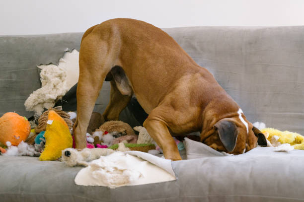 istock Boxer dog destroying a sofa 2165076634