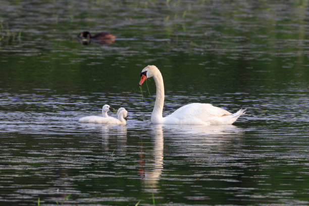 istock Mute swan chicks being fed by their parents 2165076686