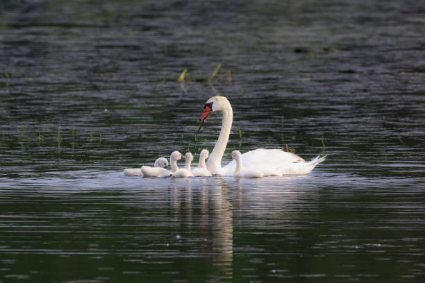 istock Mute swan chicks being fed by their parents 2165076689