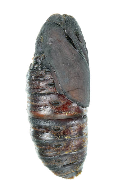 istock Cypress silk moth or Greek silk moth, Pachypasa otus (Lepidoptera: Lasiocampidae). Pupa 2165078762