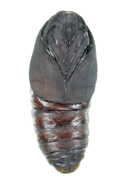 istock Cypress silk moth or Greek silk moth, Pachypasa otus (Lepidoptera: Lasiocampidae). Pupa 2165078770