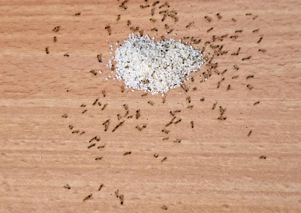 tempeh covered in ants