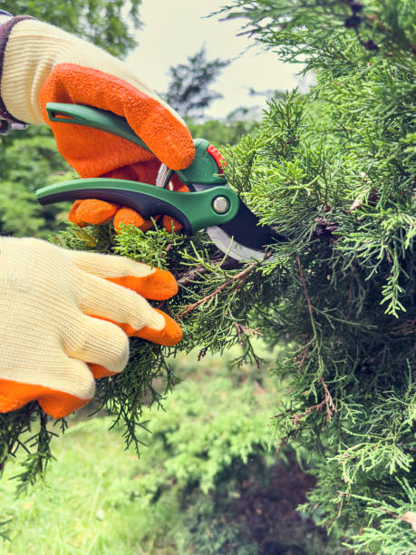 istock A person is using scissors to cut a branch from a tree 2165079095