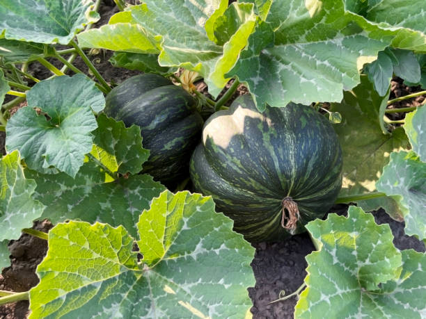 istock two ripe green pumpkins in a vegetable garden 2165080836