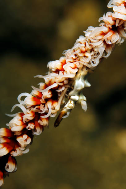 istock Whip Coral Crab 2165082889