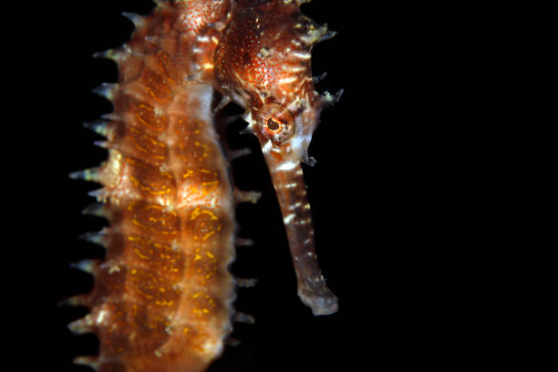 istock Spiny Seahorse Close-up 2165082890