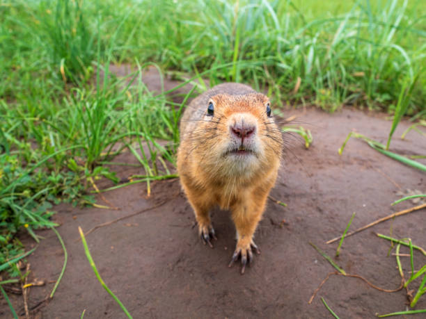 istock Prairie  dog looking at a camera on a grassy field 2165083488