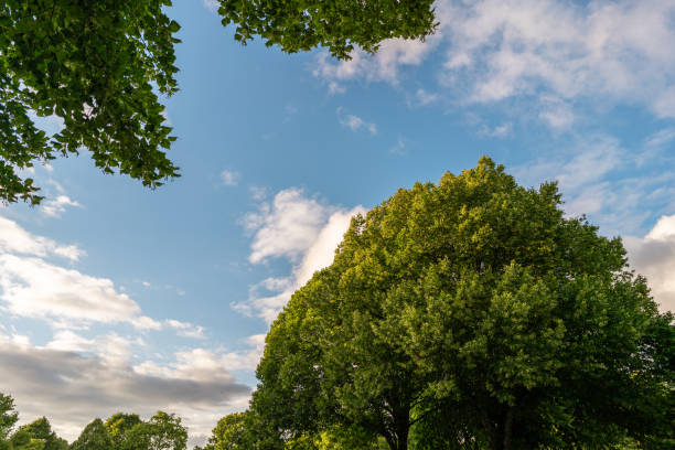 istock Treetops and blue skies during the summer 2165083668