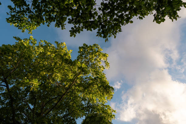 Tree top in the late afternoon sun in the middle of summer. Photographed on a sunny evening in Sweden during the month of July.