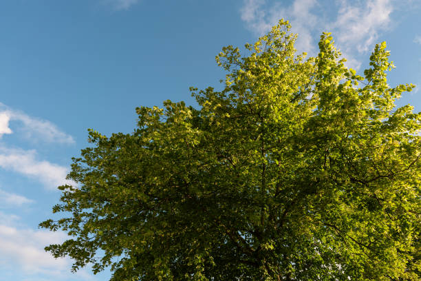 A low angle shot of trees under the shining sun