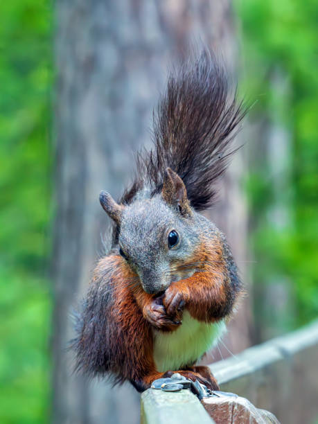 istock Red squirrel eating sunflower seeds. Close-up 2165083692