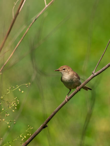istock Blyth's reed warbler perching on a bush branch. 2165084061