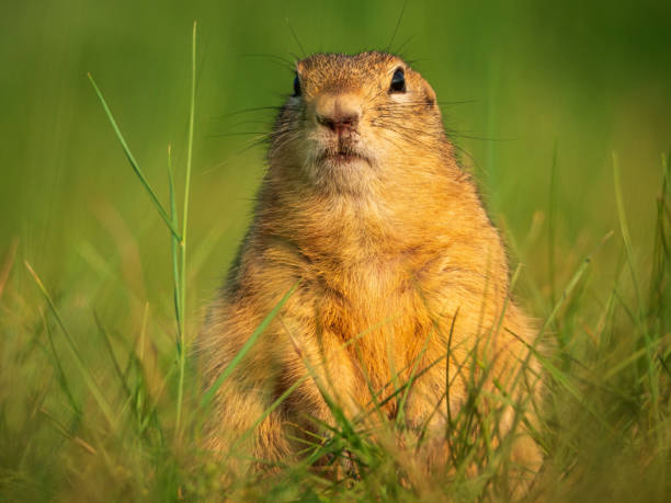 istock Prairie dog standing on its hind legs and looking around 2165084274