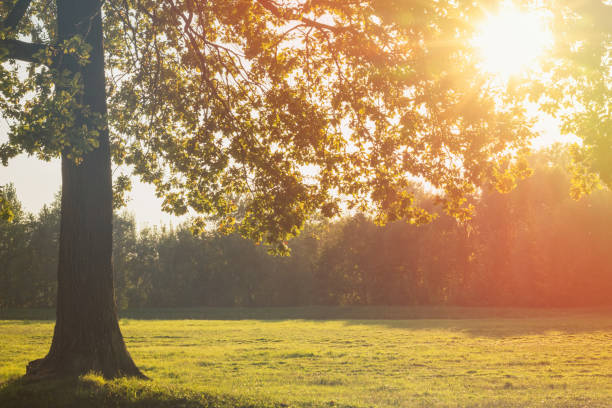istock A Beautiful Sunlit Tree Standing Proudly in a Serene, Peaceful Meadow Captivating Natures Splendor 2165085291