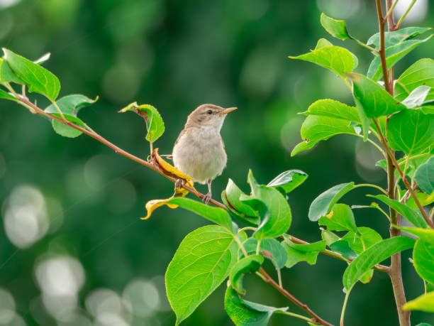 istock Blyth's reed warbler perching on a bush branch. 2165085429