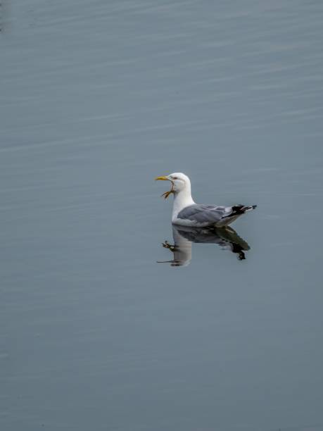 A Common gull yawning while swimming