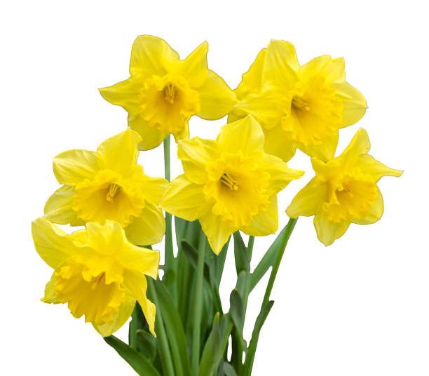 istock Vibrant yellow daffodils isolated on white background. 2165085795