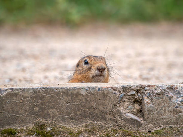 istock Prairie dog drinking from a puddle on the asphalt 2165086542