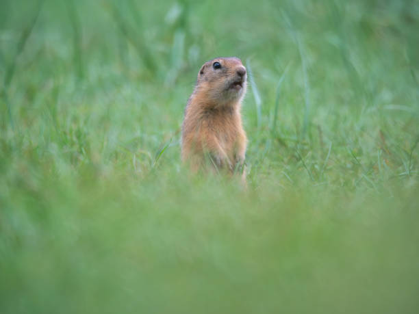 istock Prairie dog standing on its hind legs and looking around 2165086785