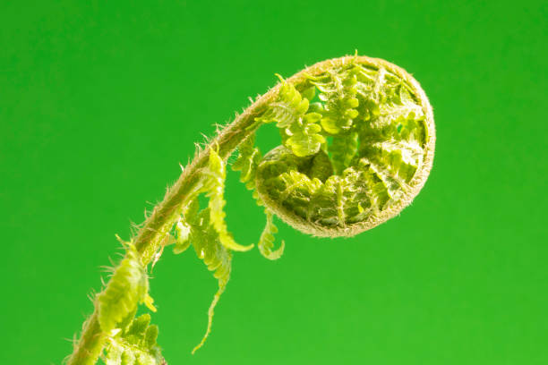 Young fern shoot isolated on green background