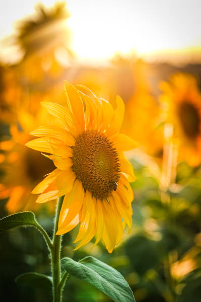 istock Sonnenblumen in der Abendsonne 2165086950