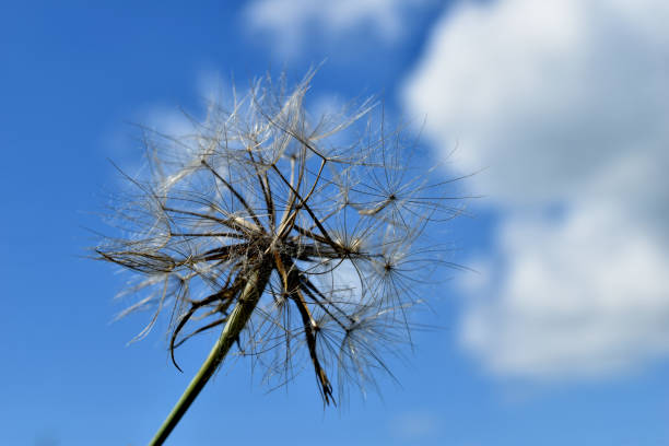 dandelion fluff, macro photo on a blue light background, contrast, abstraction
