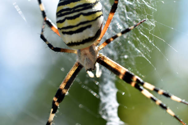 Wasp spider (Argiope bruennichi), a spider sits on a round web, eastern Crimea