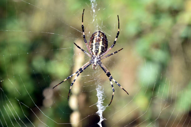 istock Spider Argiope bruennichi, belly view. 2165087965