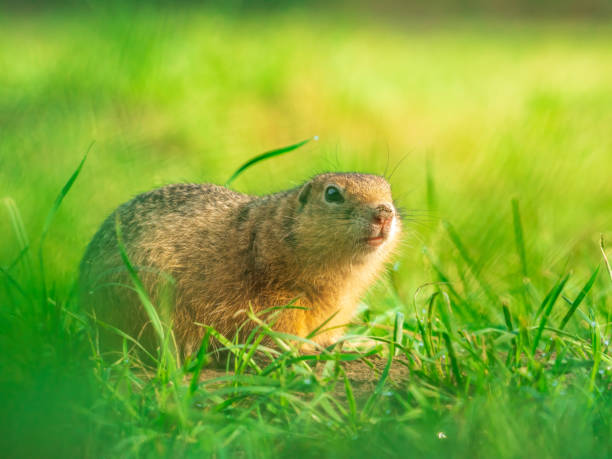 istock : Prairie dog looking at a camera on a grassy field 2165087978