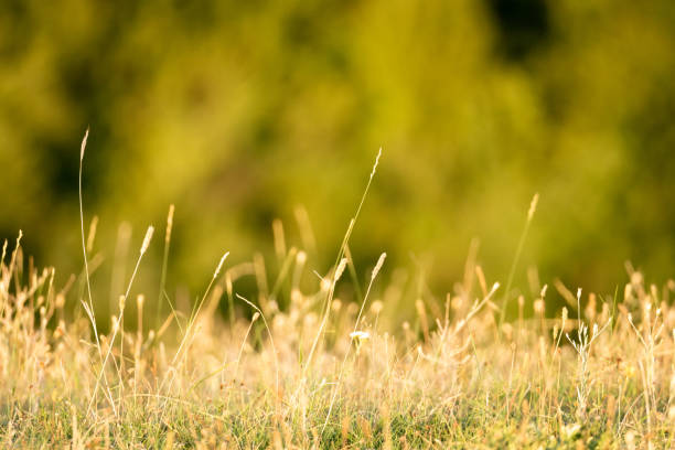 Dry, yellow grass on a field, blurry green forest in the background