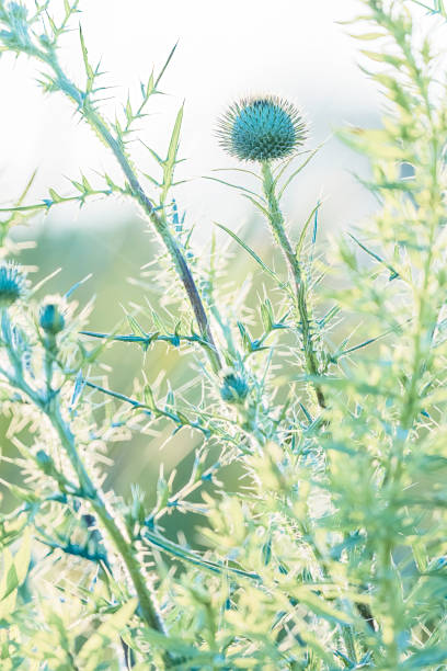 Close-up of a blooming thistle, showcasing its vibrant purple flowers against a lush green background. This image captures the rugged beauty of the thistle in a natural setting, perfect for themes related to wildflowers, nature, and serene landscapes.