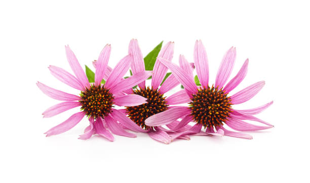 istock Pink flowers of echinacea. 2165090102