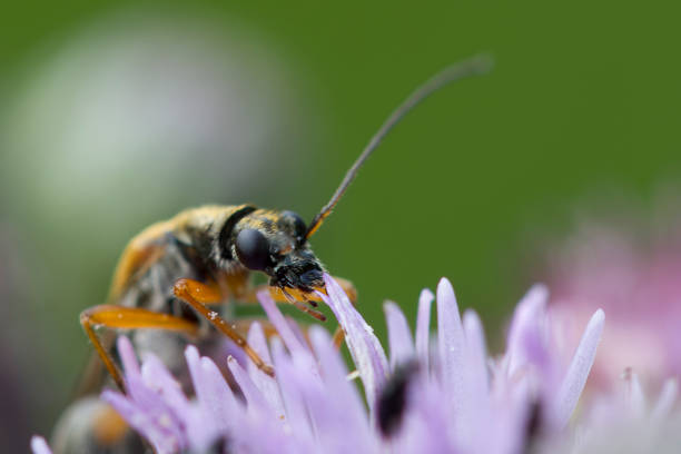 Oedemera podagrariae : false blister beetle, side view of upper body with head