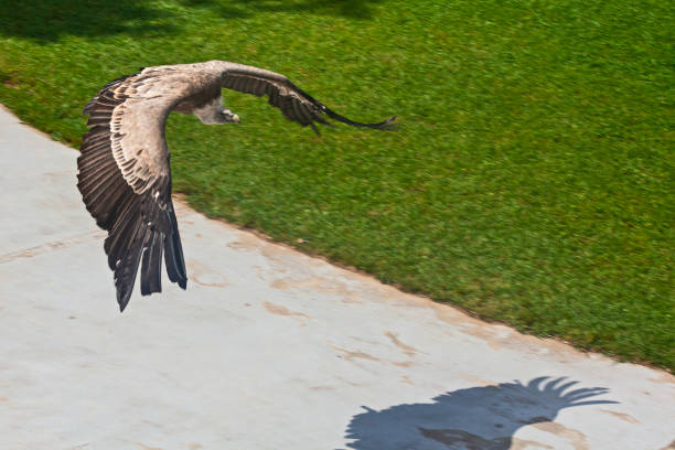 Great  Vulture bird in flight iaken in park in Spain