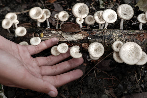 istock Hands touching wild mushrooms growing in the forest 2165096539