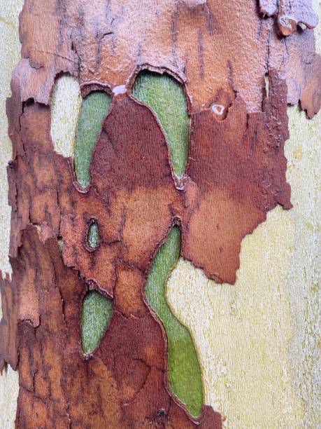 Close-up on a old tree trunk