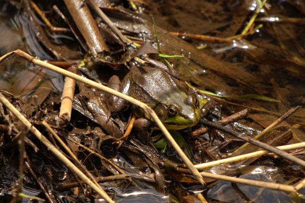 istock American Water Frog in a Marsh 2165099141